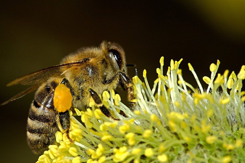 Bij met stuifmeelkorfjes op bloem