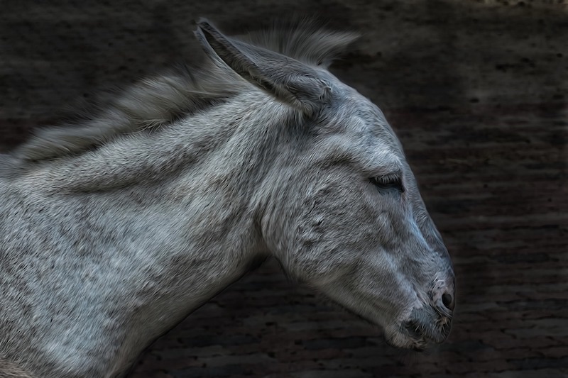 De ezel in de leeuwenhuid