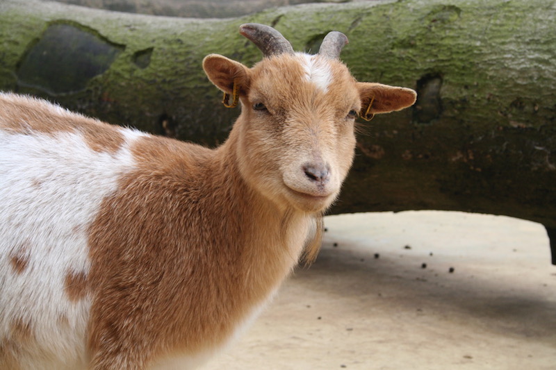 De drie geitjes en de trol