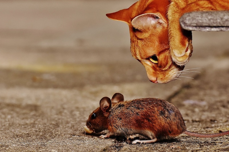 De kat en de muis