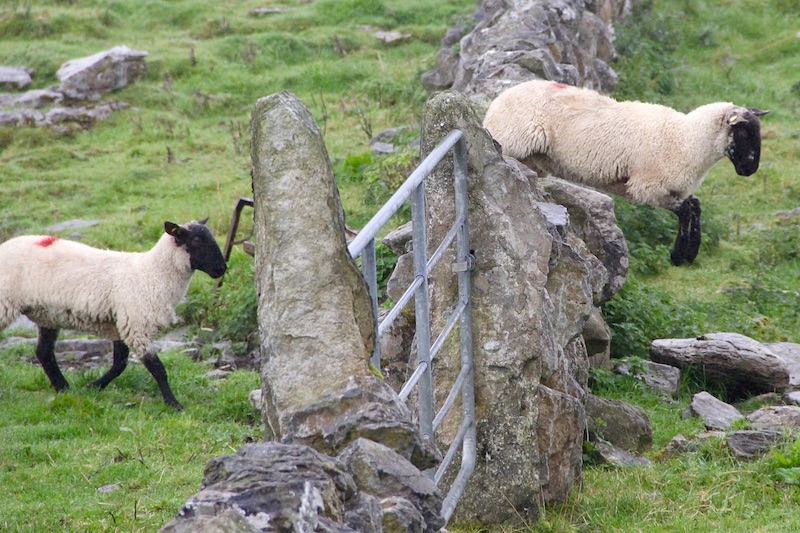Schapen springen over een hek