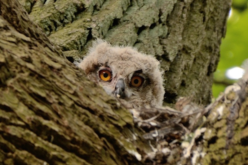 Het nieuwsgierige uiltje