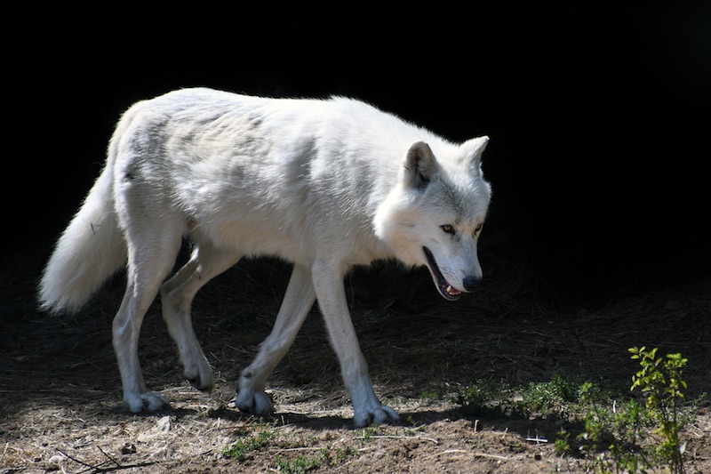 De prinses en de kabouter